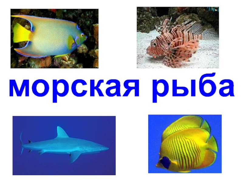 Рыбы, морские животные