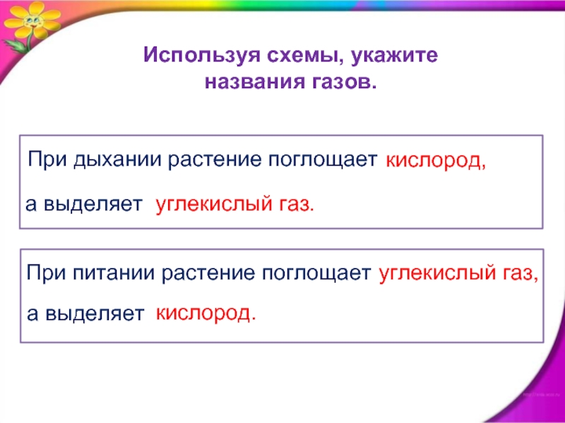 Какой газ при дыхании. При дыхании растение поглощает. При дыхании растение поглащае. При питании растение поглощает а выделяет. Что растения выделяют при дыхании.