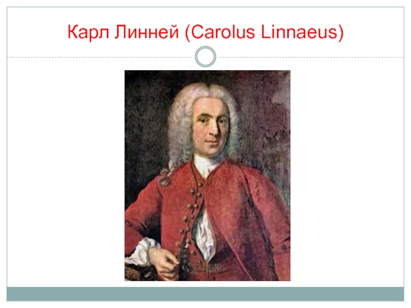 Карл Линней ( Carolus Linnaeus)