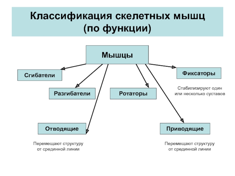 Функции мышц схема