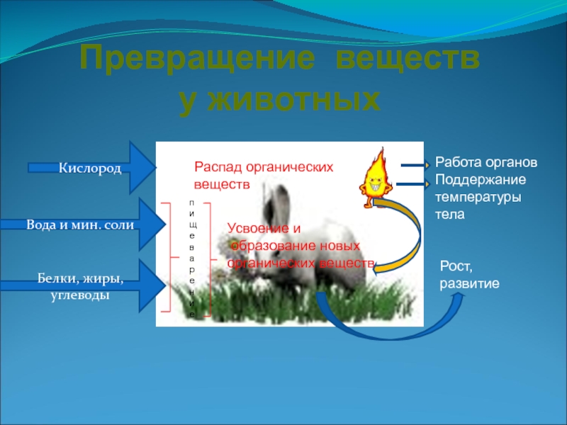 Обмен веществ и превращение энергии презентация