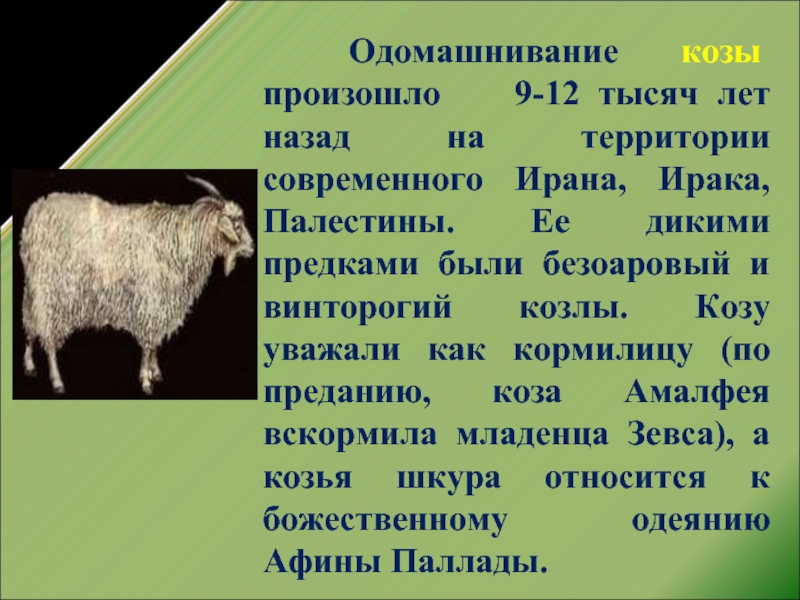 Этап одомашнивание животных. Одомашнивание коз. Предок овцы. Дикий предок овцы. Предок козы.