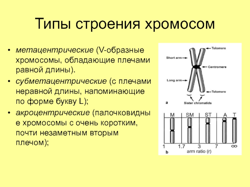 Внутреннее строение хромосом. Строение метафазной хромосомы. Классификация хромосом. Типы хромосом палочковидные. Строение метафазной хромосомы и типы хромосом. Акроцентрические хромосомы человека.