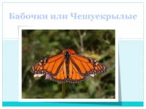 бабочки или чешуекрылые