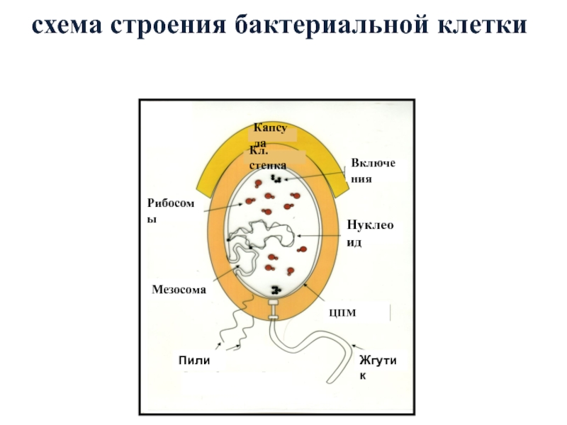 Рибосомы бактериальной клетки