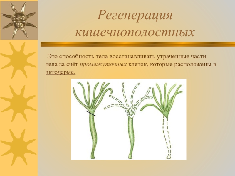 1 регенерация. Регенерация кишечнополостных. Тип Кишечнополостные регенерация. Способность к регенерации кишечнополостных. Регенерация у кишечнополостных осуществляется благодаря.