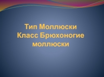 Тип Моллюски Класс Брюхоногие моллюски