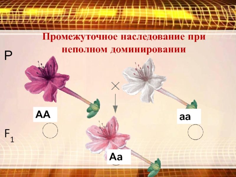 Промежуточное наследование презентация