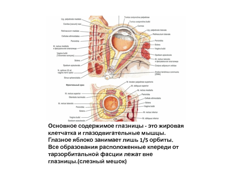 Самая тонкая стенка глазницы