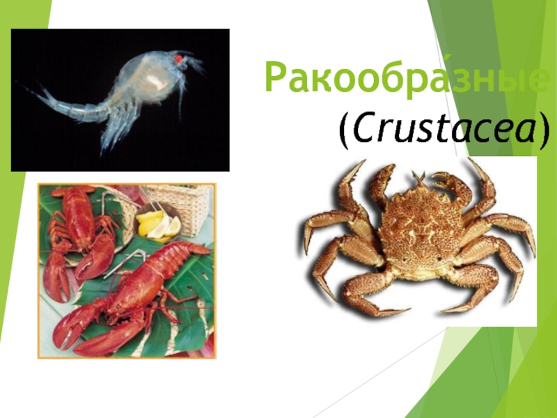 Ракообра́зные  (Crustacea)