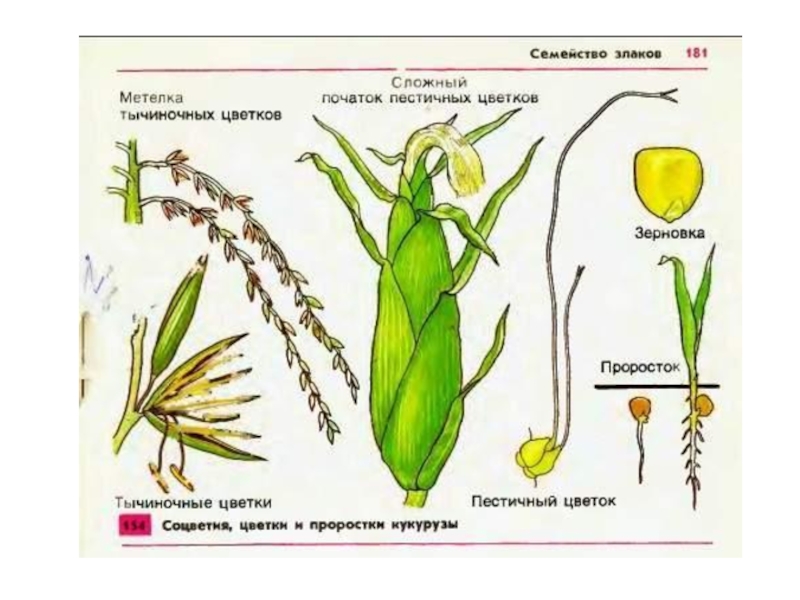 Схема семейства злаковых