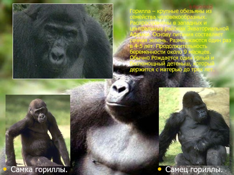 Горилла – крупные обезьяны из семейства человекообразных. Распространены в западных и центральных районах Экваториальной