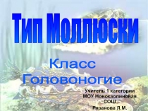 Тип Моллюски. Класс Головоногие