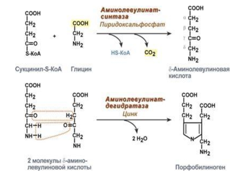 Схема синтеза гема из порфобилиногена