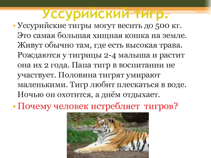 Уссурийский тигр.Уссурийские тигры могут весить до 500 кг. Это самая большая хищная кошка на земле. Живут обычно