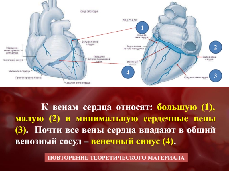 Венечный синус сердца. Венозный венечный синус сердца. Система венечного синуса сердца. Вена системы венечного синуса сердца. Венечная Вена сердца.