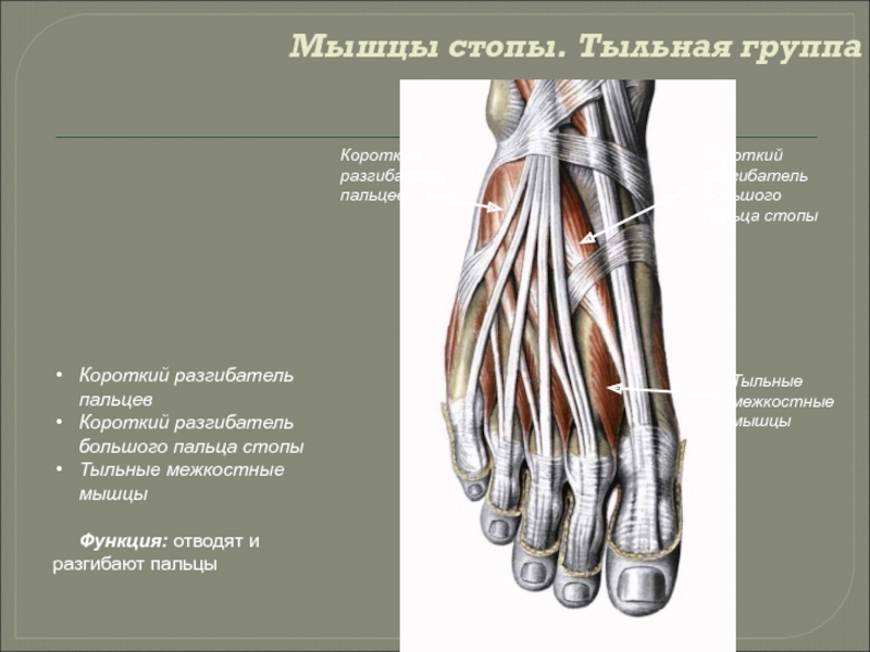 Функции стопы. Тыльные межкостные мышцы стопуфункция. Длинный разгибатель пальцев стопы анатомия. Подошвенные межкостные мышцы стопы. Тыльные межкостные мышцы функции.