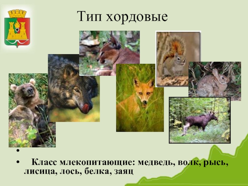 Тип хордовые   Класс млекопитающие: медведь, волк, рысь, лисица, лось, белка, заяц