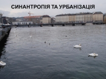 Синантропія та урбанізація