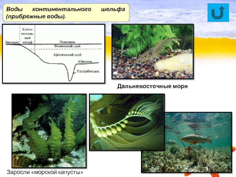 Морская экосистема презентация