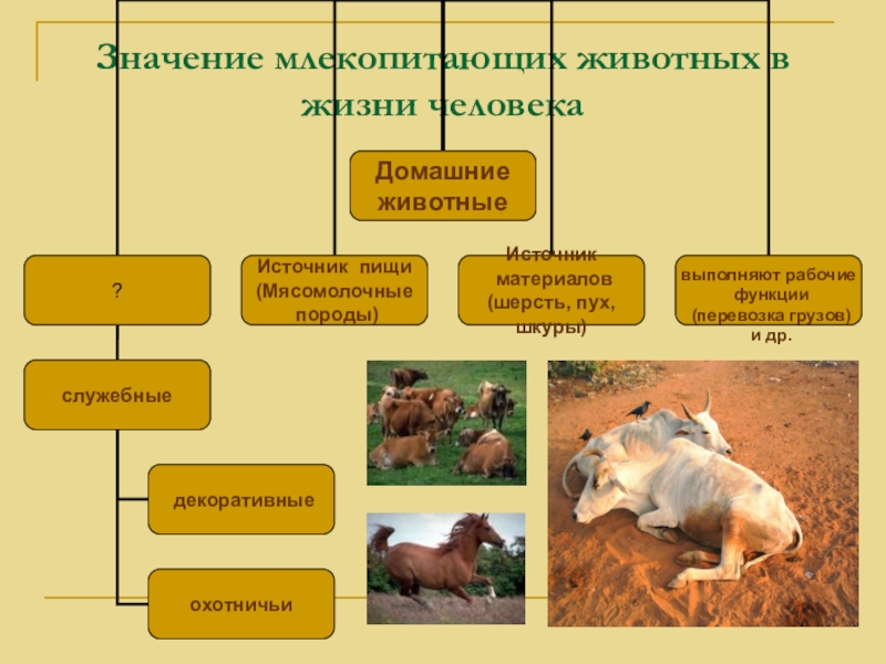 Экологические группы млекопитающих значение млекопитающих для человека презентация