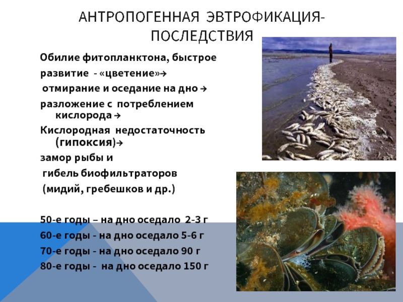 Обилие фитопланктона, быстрое развитие - «цветение»→ отмирание и оседание на дно → разложение с потреблением