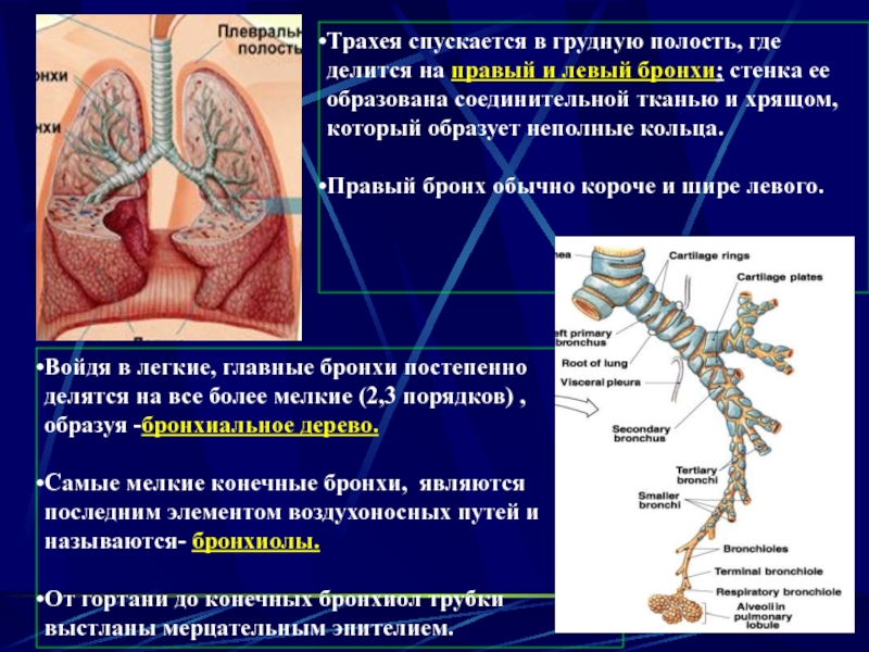 Трахея и бронхи фото