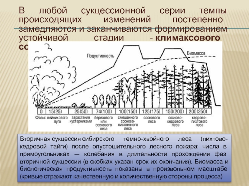 Схема изменений происходящих во время сукцессии