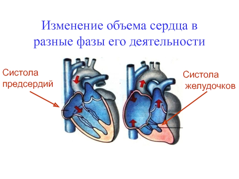 Объем сердца. Изменения в деятельности сердца: систола …..,. Электрическая систола желудочков. Сердечный объём сердца это.