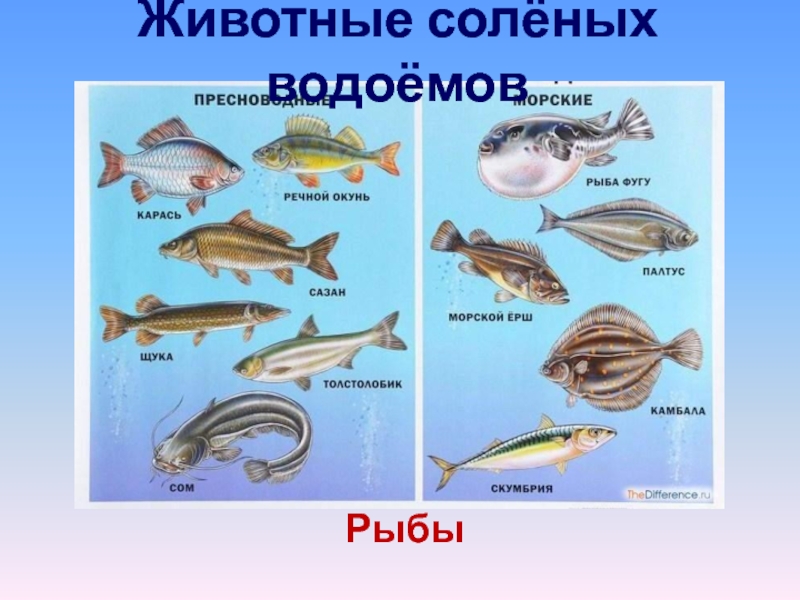 Рыбы пресных и соленых водоемов 1 класс