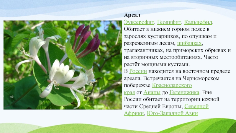 АреалЭуксерофит. Геолифит. Кальцефил. Обитает в нижнем горном поясе в зарослях кустарников, по опушкам и разреженным лесам, шибляках, трагакантниках, на приморских