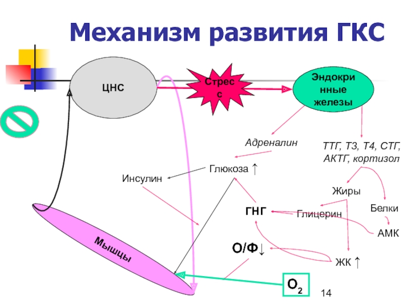 Гкс схема действия