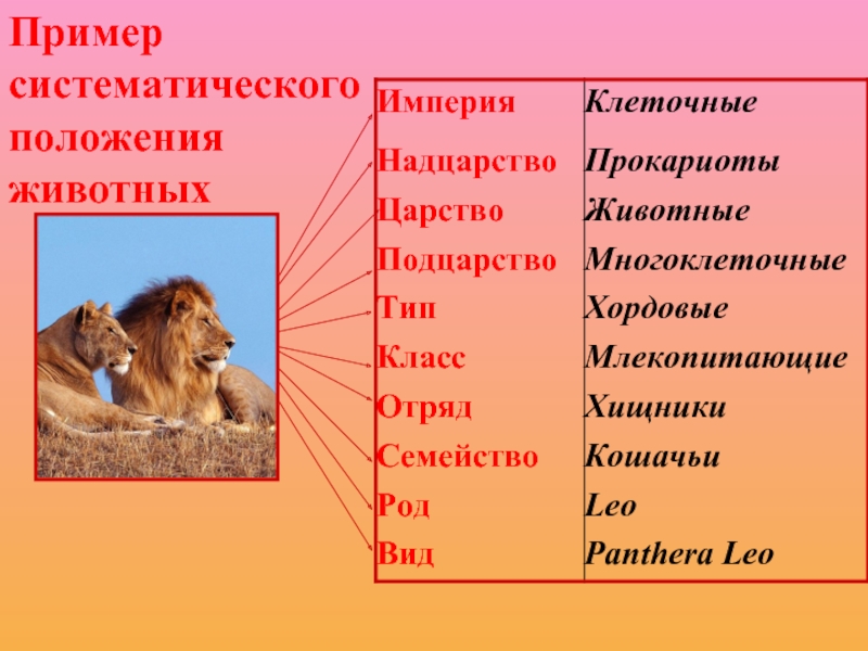 Основные систематические категории презентация