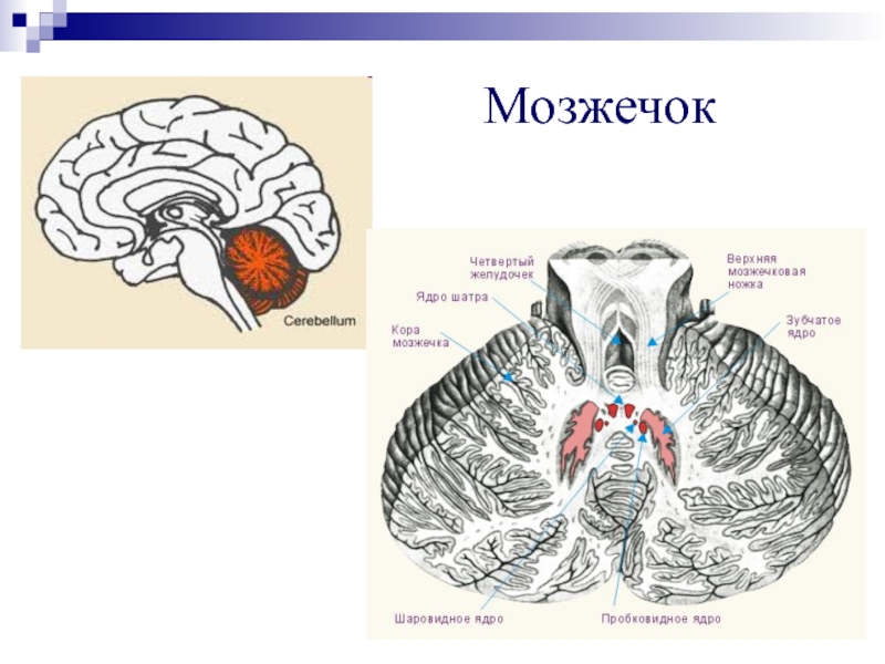 Строение мозжечка рисунок с подписями