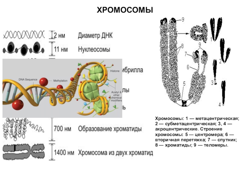 Центромера это участок хромосомы эукариот. Хромосомное строение эукариота. Строение хромосомы. Хромосомы эукариотической клетки. Строение хромосомы теломеры.