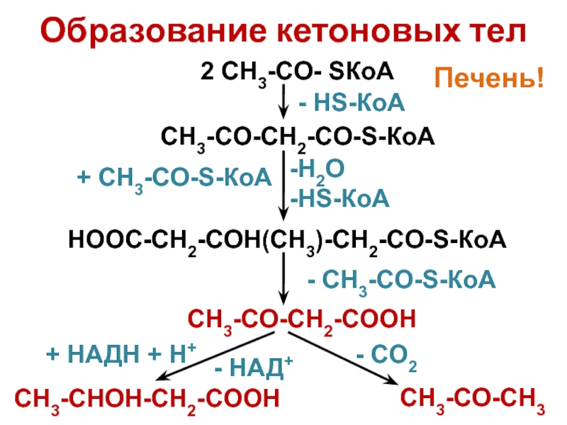 Ch2 ch coh название. Ch3-ch2-co-ch3 название. Ch3 co ch2 Cooh название. Hooc co ch2 Cooh название. Образование кетоновых тел.