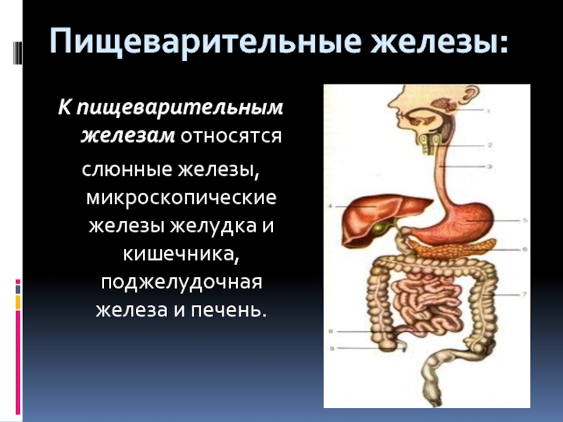 Пищеварительная железа выполняет барьерную функцию. Пищеварительные железы. Строение пищеварительных желез. Пищавари ельные железы. Пищеварительная система человека слюнные железы.