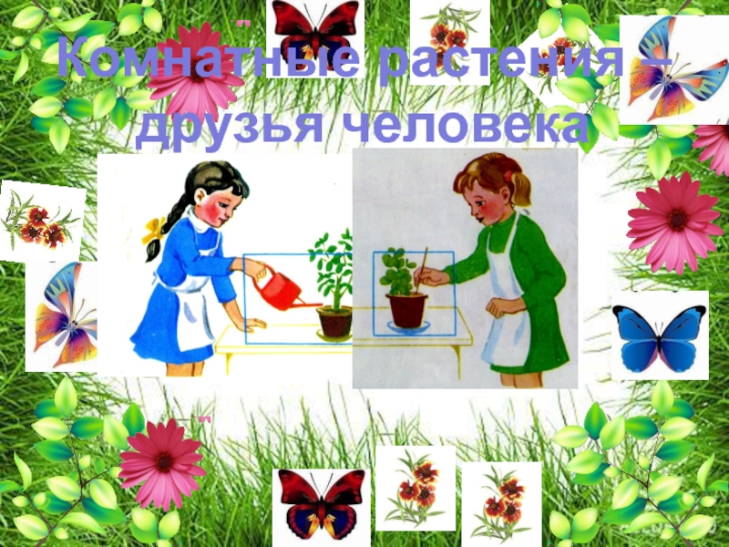 Комнатные растения в детском саду
