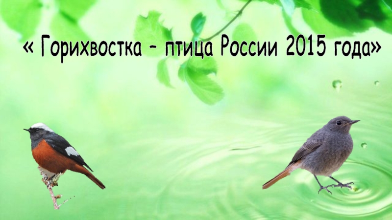 Горихвостка - птица России 2015 года