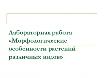 Лабораторная работа Морфологические особенности растений различных видов