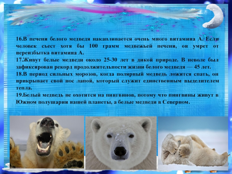 Печень медведя. Продолжительность жизни белого медведя. Витамин а в печени белого медведя. Особенности строения белого медведя. Продолжительность жизни полярного медведя.