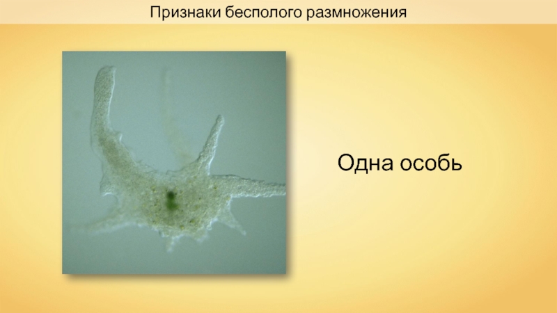 Презентация оплодотворение животных