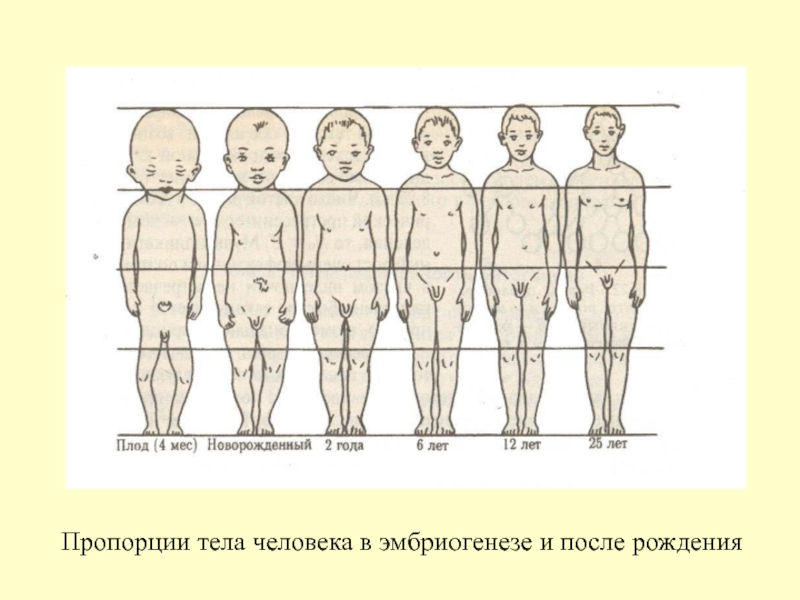 Онтогенез автор. Пропорции тела человека. Пропорции тела организма человека в онтогенезе. Пропорции тела новорожденного ребенка. Периоды онтогенеза человека.