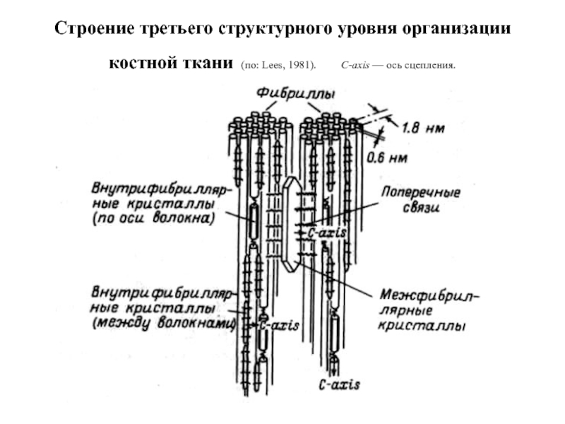 Строение оси. Структурная организация костной ткани. Структура 3ws. Строение cd3. РЗ 3 строение.