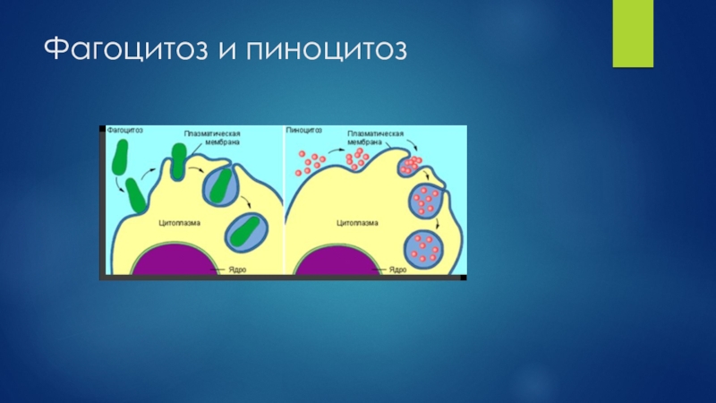 Фагоцитоз клетки. Схема фагоцитоза и пиноцитоза. Пино и фагоцитоз. Фагоцитоз и пиноцитоз. Пиноцитоз и фагоцитоз схема.