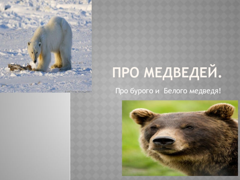 Презентация Все про медведей