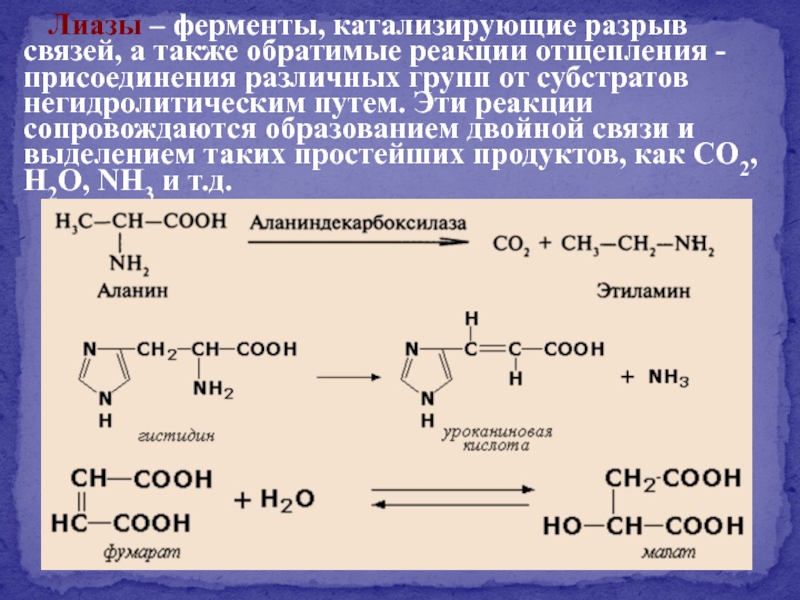 ЛИАЗЫ реакции катализируемые ферментами. Реакция катализируемая амилазой.
