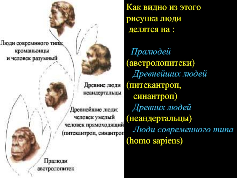 Как видно из этого рисунка люди делятся на : Пралюдей (австролопитеки) Древнейших людей (питекантроп, синантроп) Древних людей