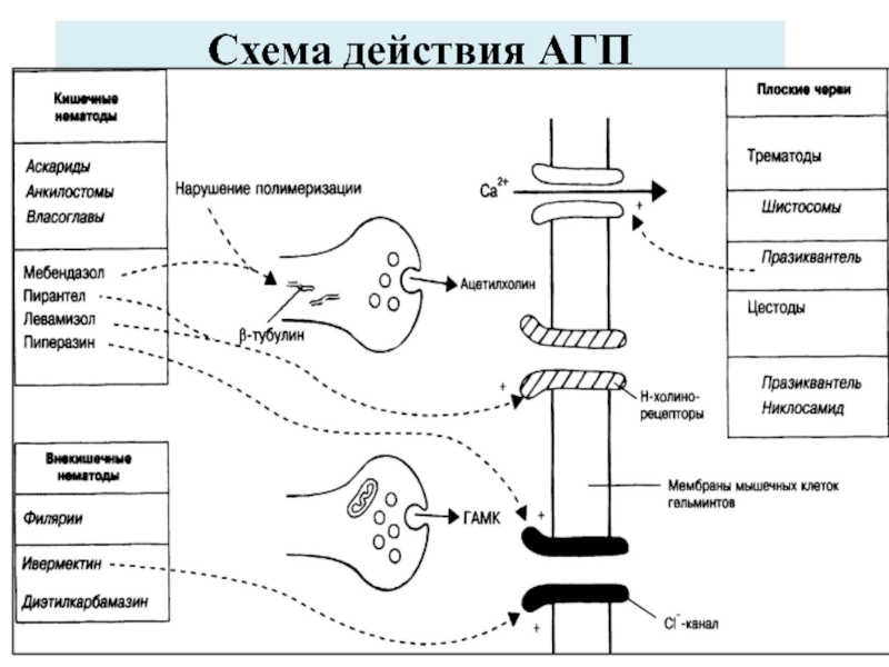 Схема действия протокола. Механизм действия антигельминтных препаратов. Противоглистные механизм действия. Механизм действия противоглистных препаратов. Механизм действия противогельминтных препаратов.