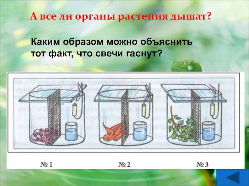 Объясни тот факт что. Какие органы растения дышат. Все ли органы растения дышат. Как можно доказать что органы растения дышат. Как можно доказать что растения дышат.